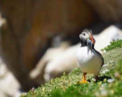 «Птичкинг приносит радость, как йога или медитация в парке»: интервью с бёрдвотчерками Ромой Хек и Миной Милк