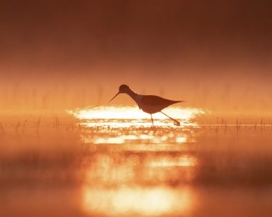 «Просто сидеть и ждать. Иногда по 8–9 часов»: интервью с фотографом дикой природы Сергеем Цветковым