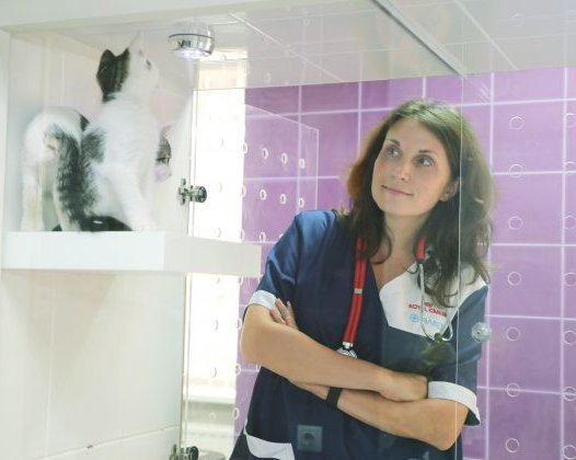 Рабочие места: Анна Кондратьева, предприниматель, ветеринар и любитель кошек
